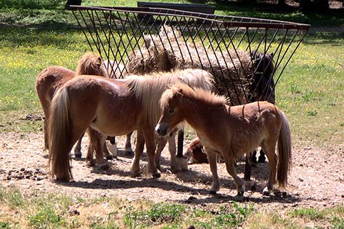 pony shetland - parco della preistoria